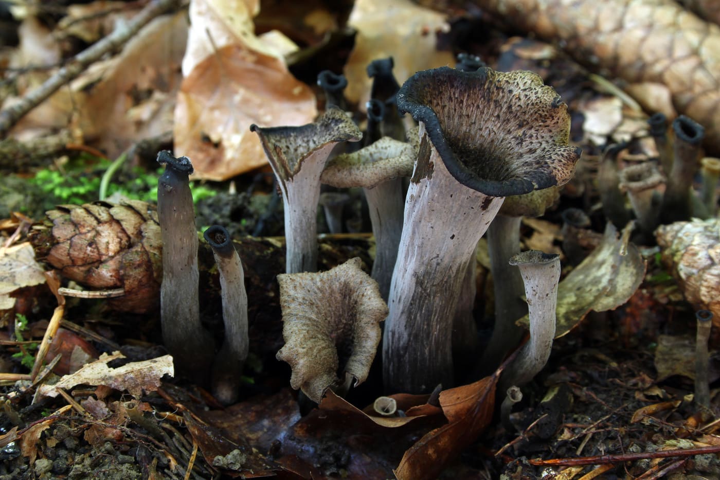 Black Trumpets Dried 16 oz | Craterellus spp