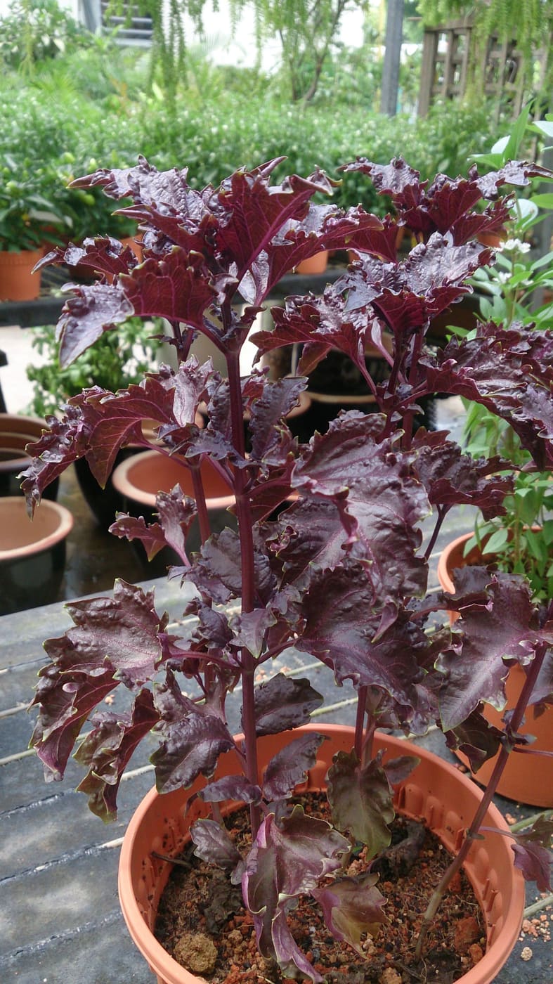 Blue Spice Basil Dried 4 oz