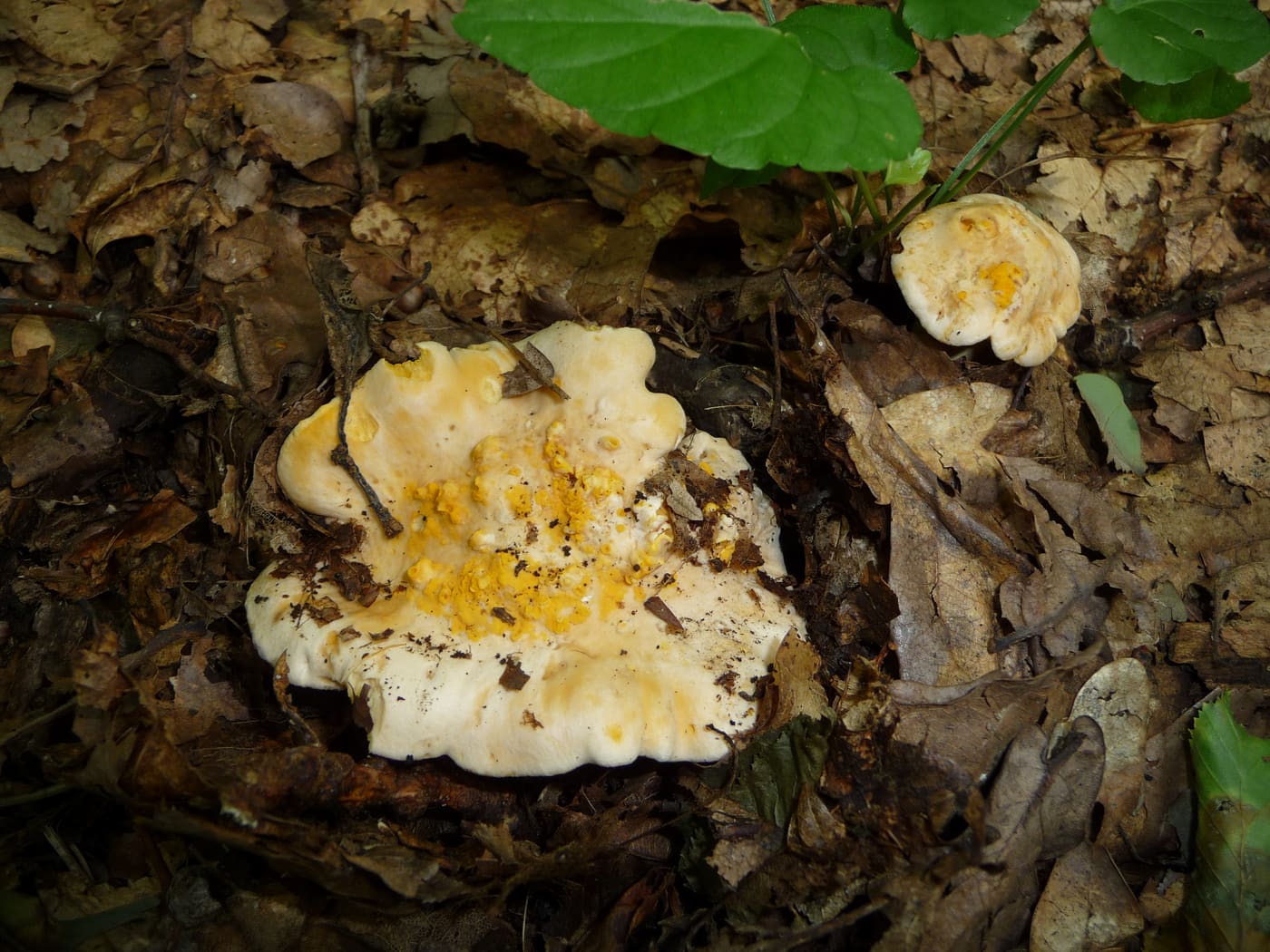 Foraged Michigan mushrooms