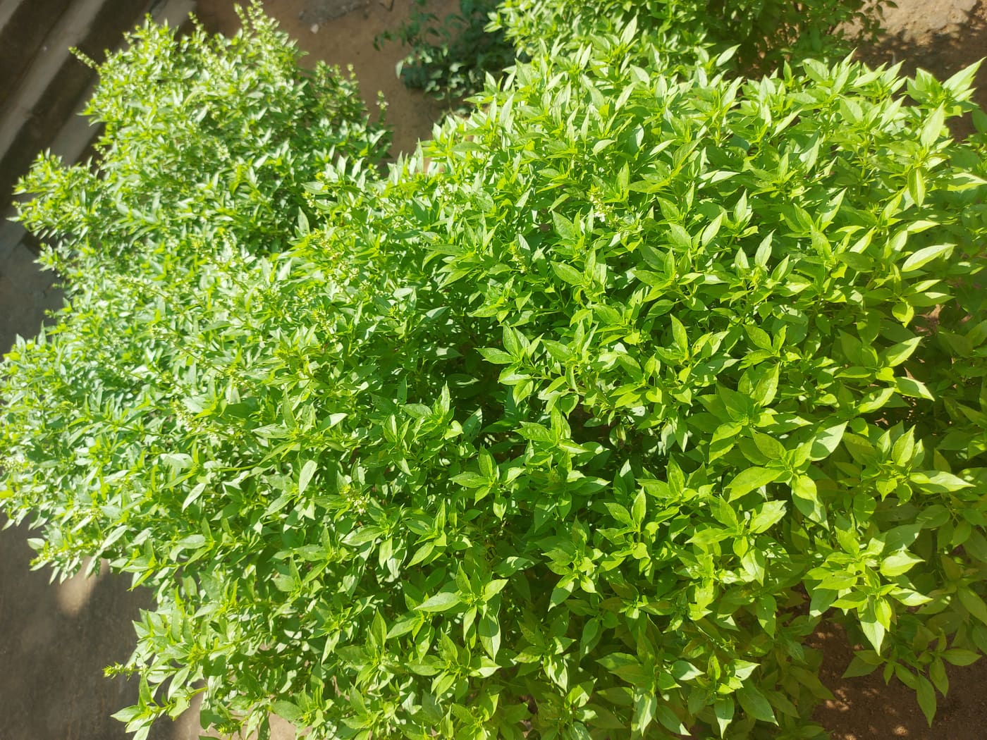 Lemon Basil Dried 4 oz