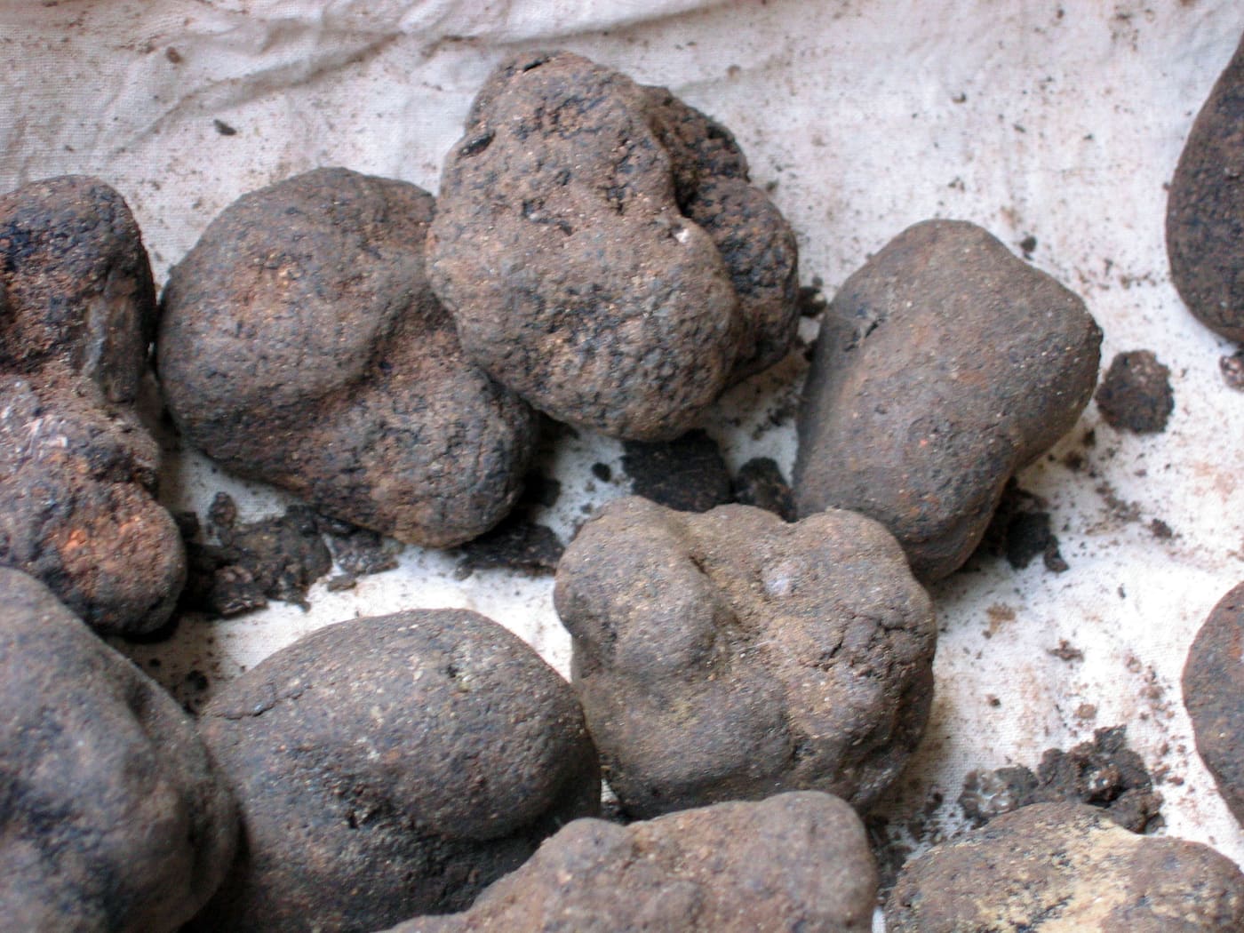Michigan Truffle 1 oz | Tuber Canaliculatum
