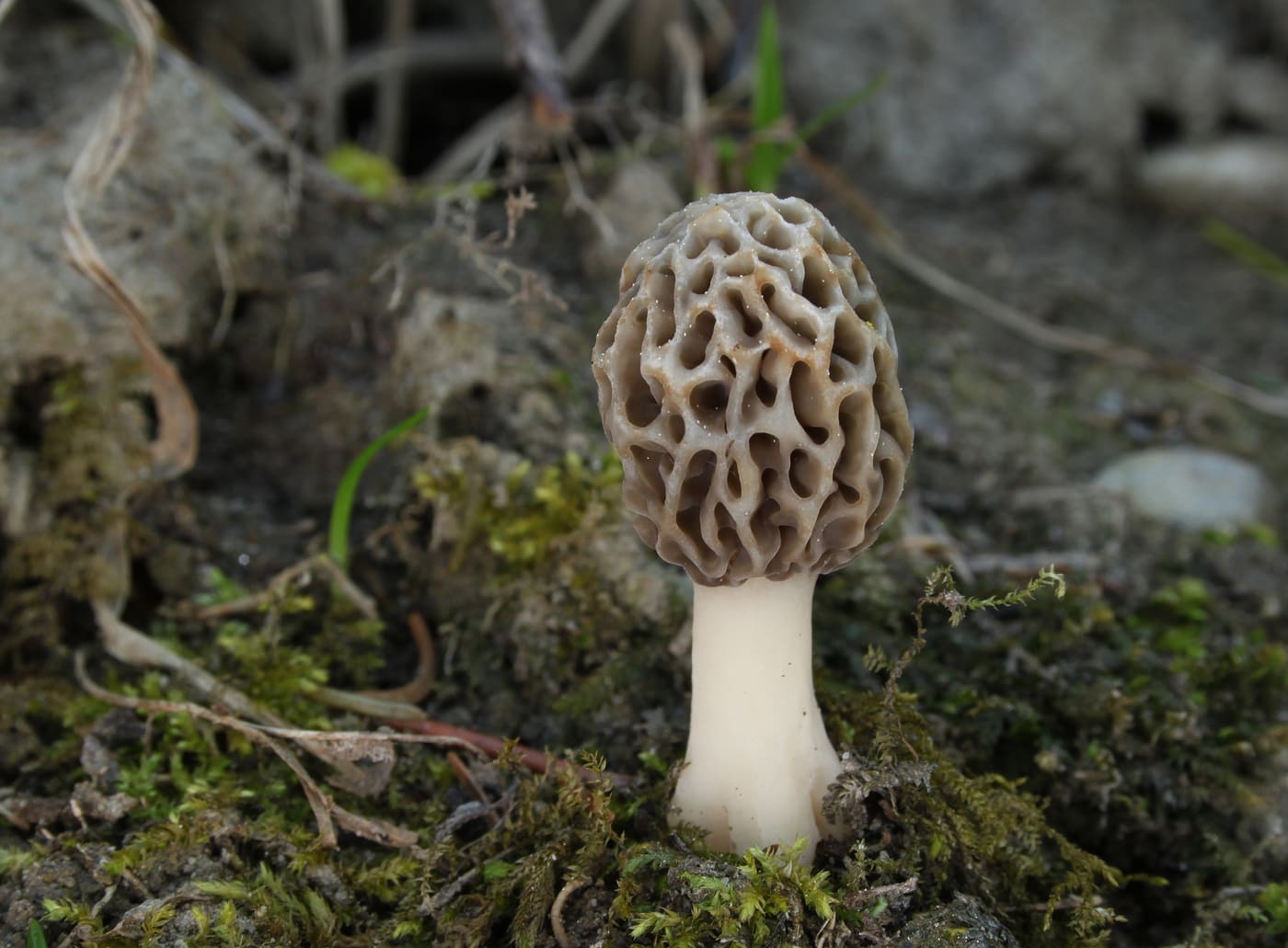 Morel Mushrooms Dried 1 oz | Morchella Spp.
