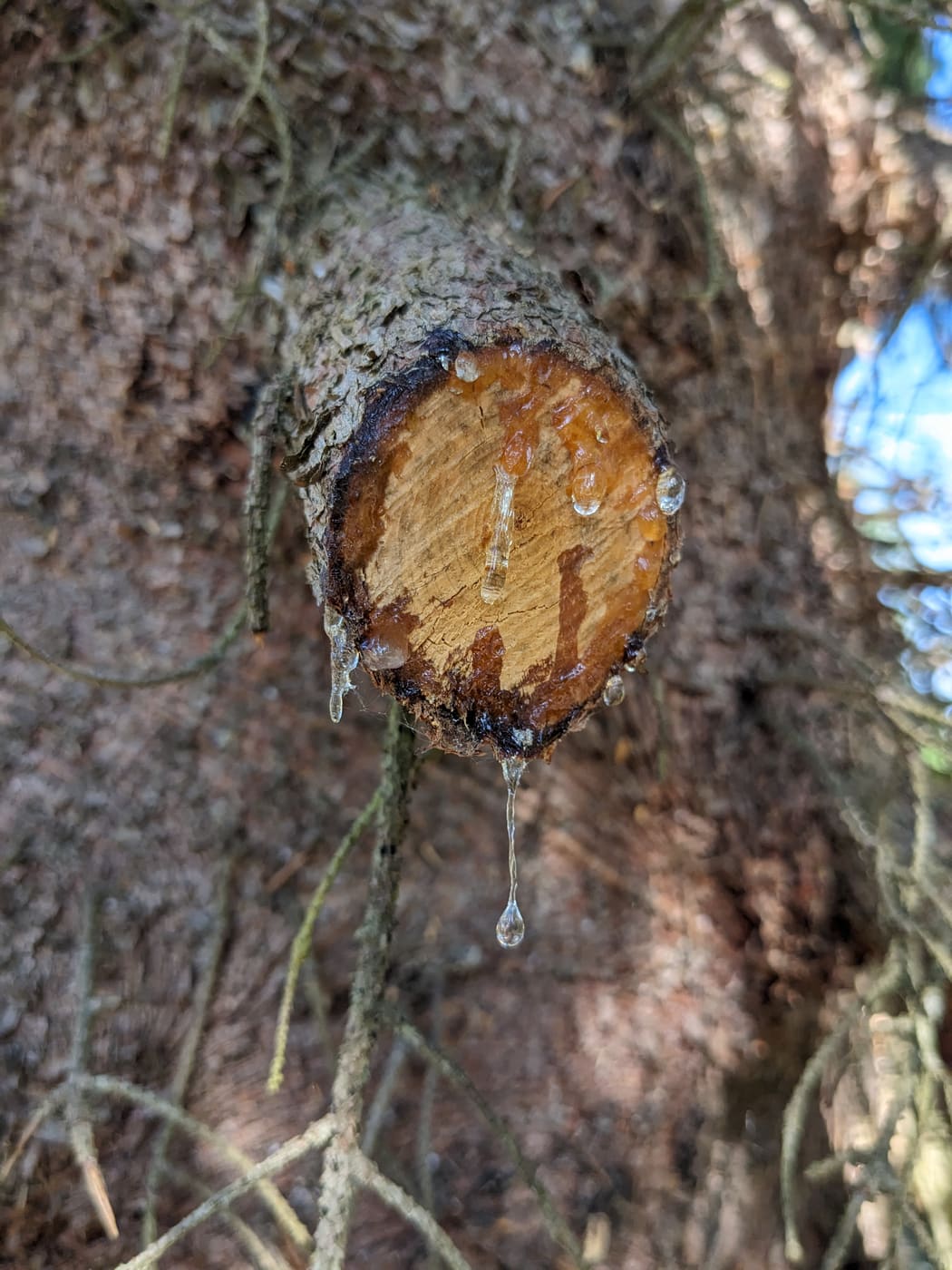 Spruce Sap 1 Oz