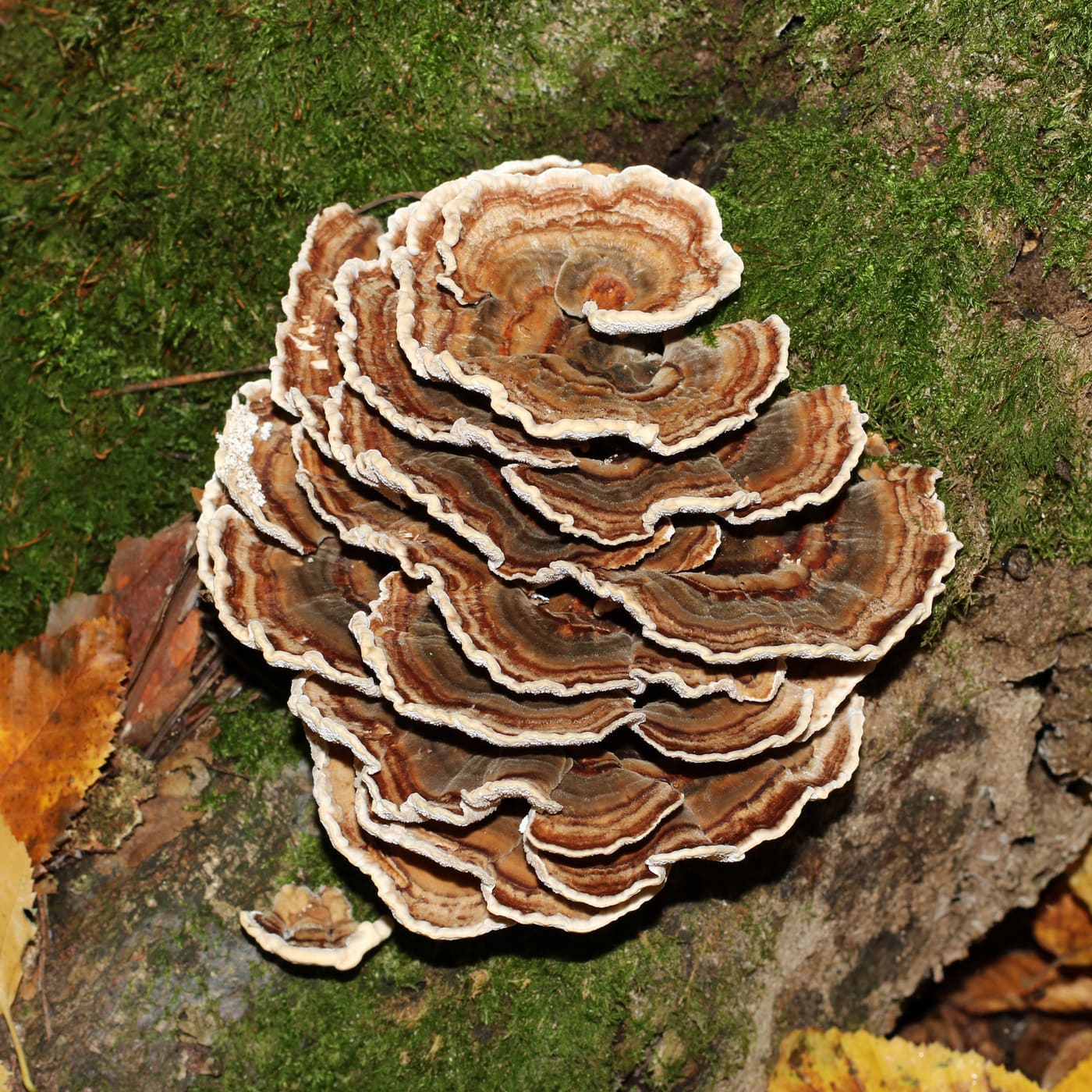 Turkey Tail Mushroom | Trametes Versicolor